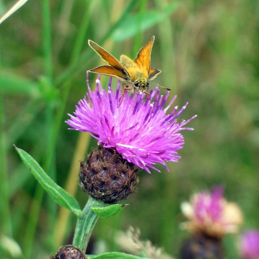 Small Skipper and Knapweed - Hampton Heath - 2021-07-03